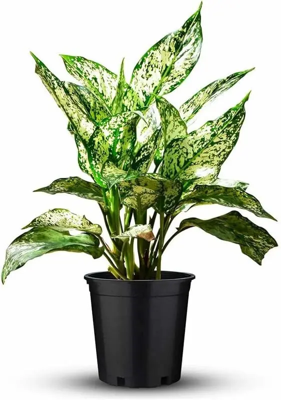 aglaonema (snow white)