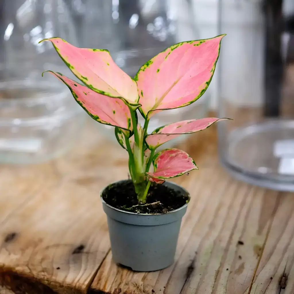 pink aglaonema