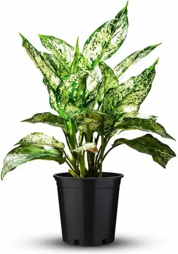 aglaonema (snow white)