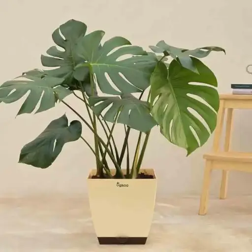 Swiss cheese plant