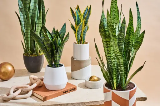snake plant