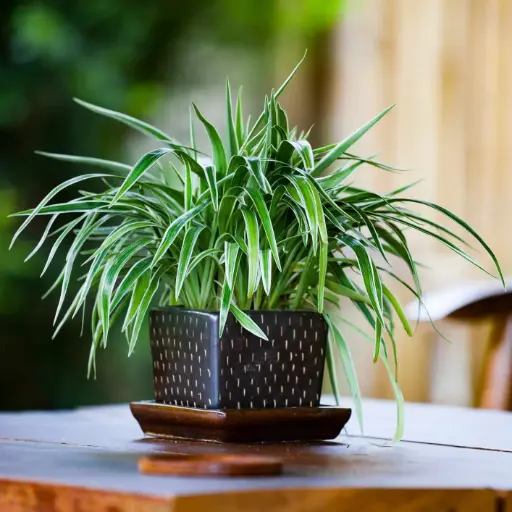 Spider plant