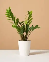 zz plant