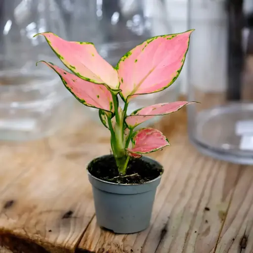 pink aglaonema