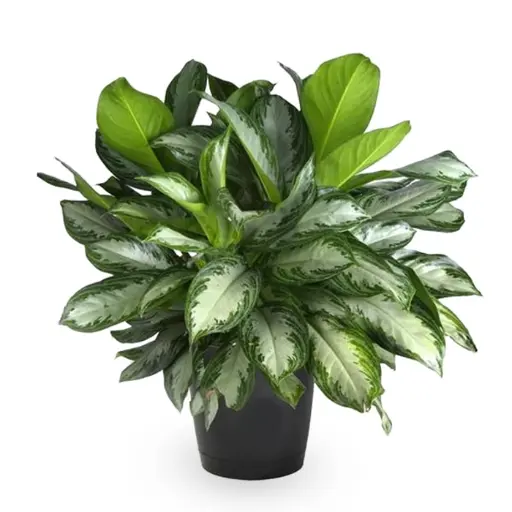 aglaonema